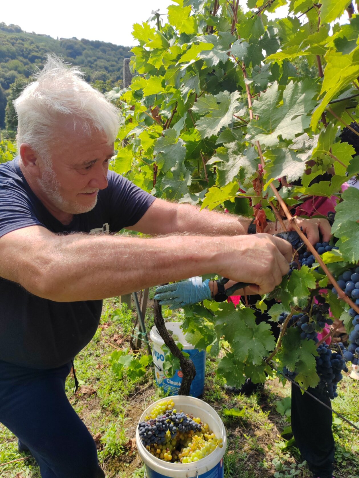 Berba Sveti Urban Branko Šarić