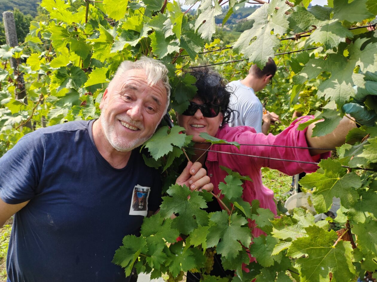 Berba Sveti Urban Branko Šarić