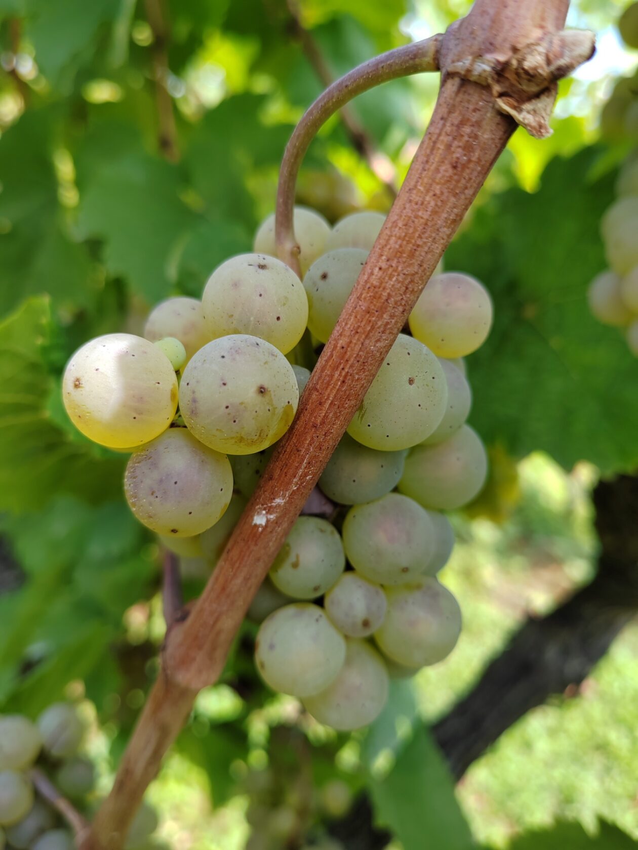 Berba Sveti Urban Branko Šarić