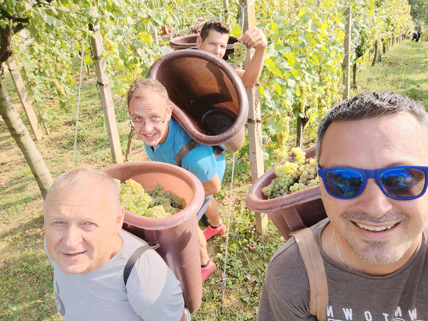 Berba Sveti Urban Branko Šarić Berba Sveti Urban Branko Šarić