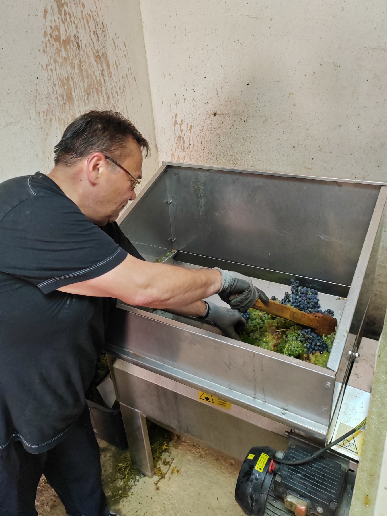 Berba Sveti Urban Branko Šarić Berba Sveti Urban Branko Šarić