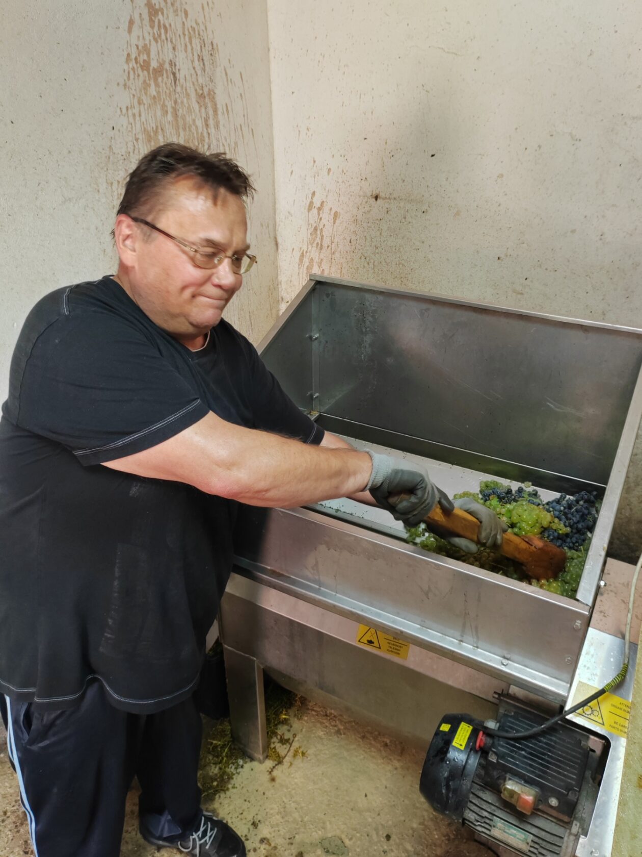 Berba Sveti Urban Branko Šarić