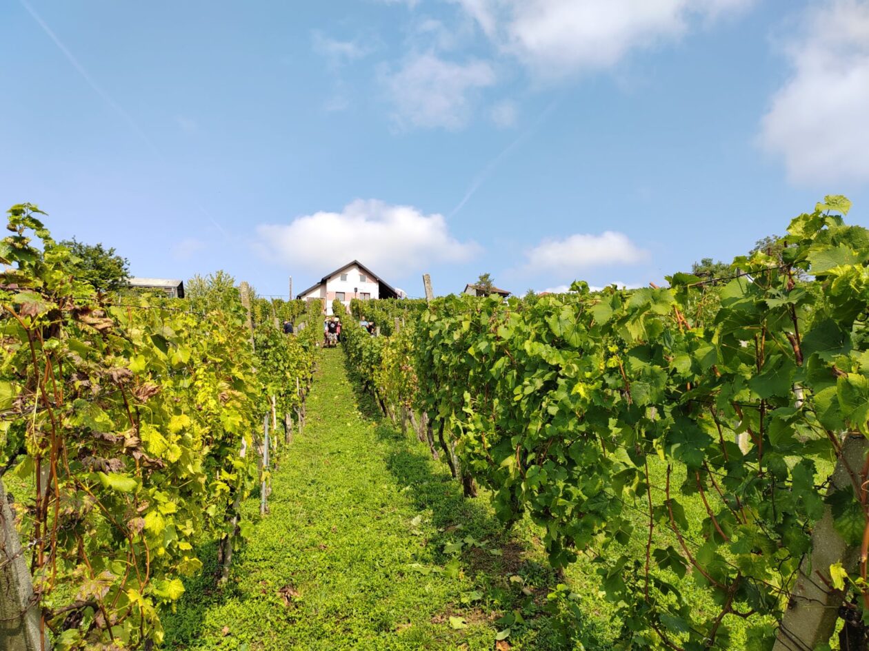 Berba Sveti Urban Branko Šarić