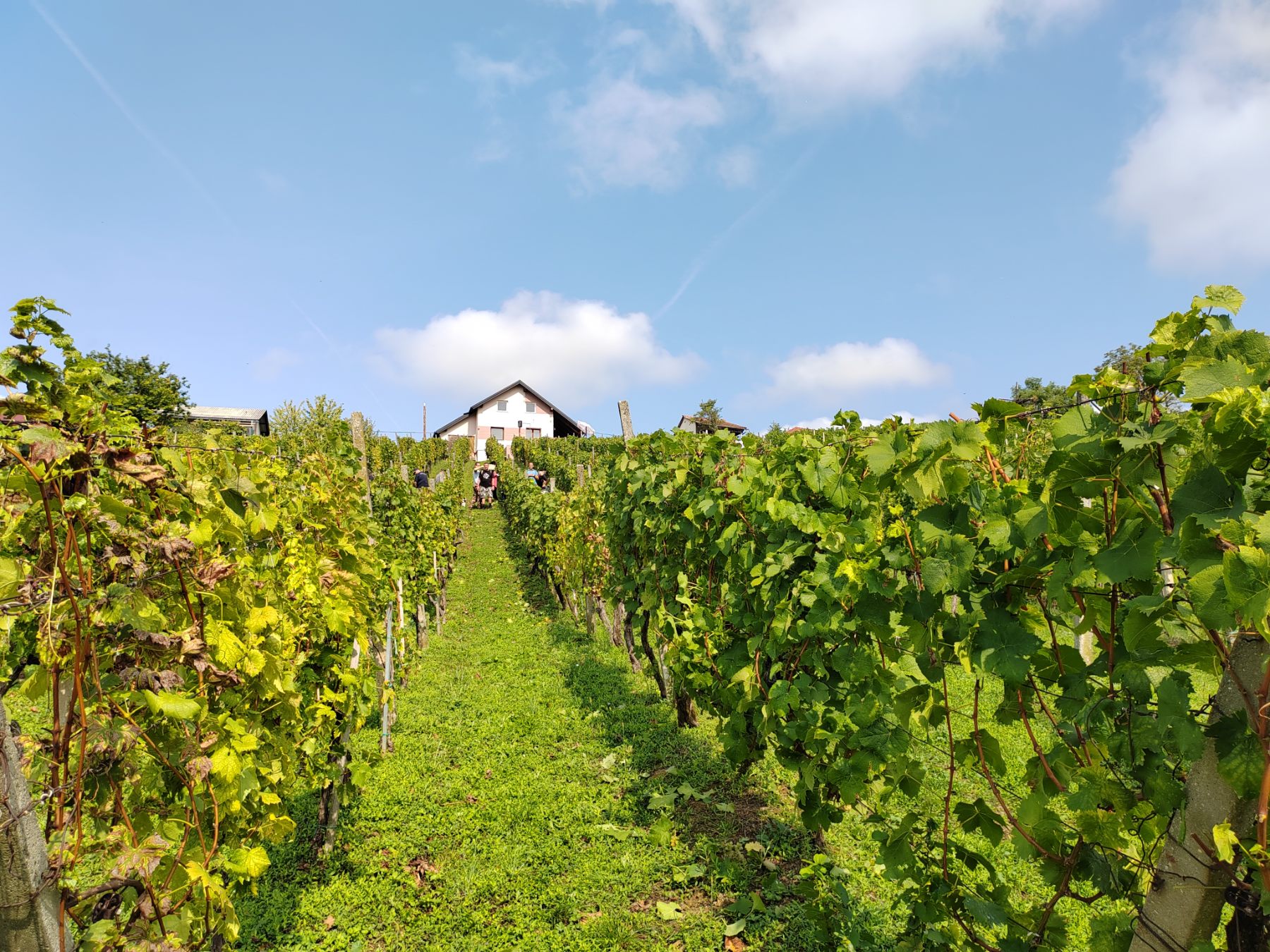 Berba Sveti Urban Branko Šarić Berba Sveti Urban Branko Šarić