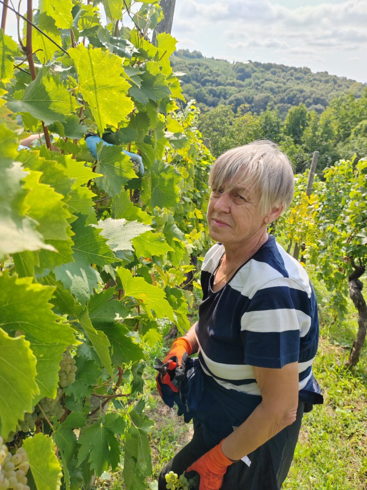 Berba Sveti Urban Branko Šarić