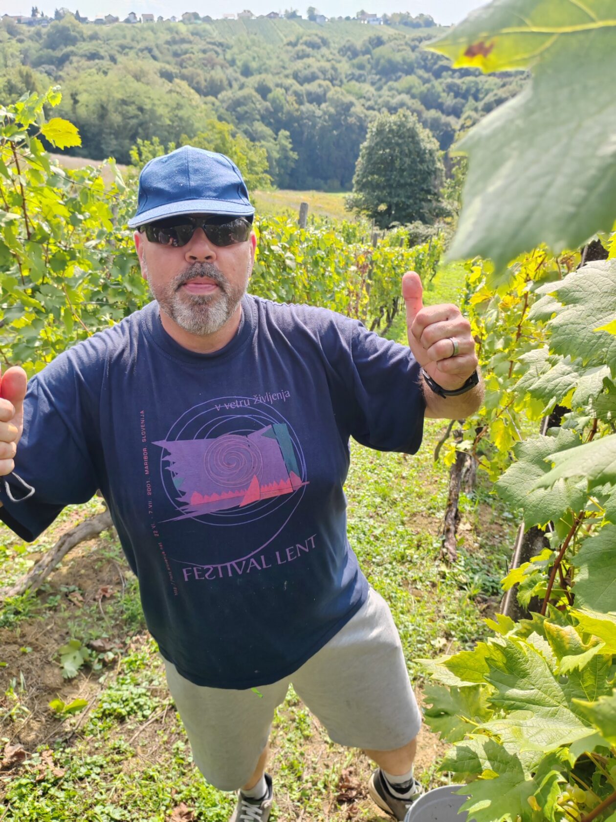 Berba Sveti Urban Branko Šarić