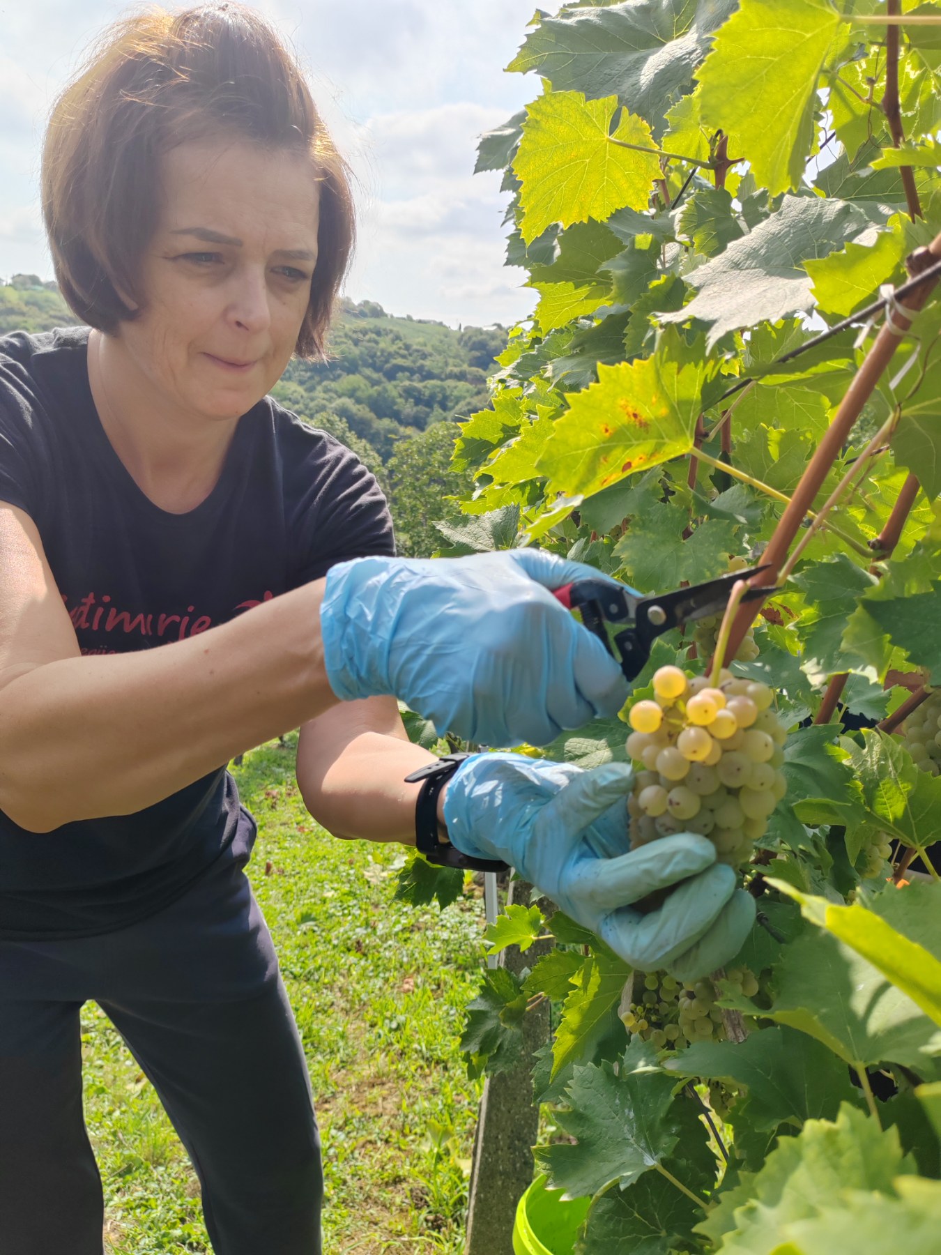 Berba Sveti Urban Branko Šarić Berba Sveti Urban Branko Šarić