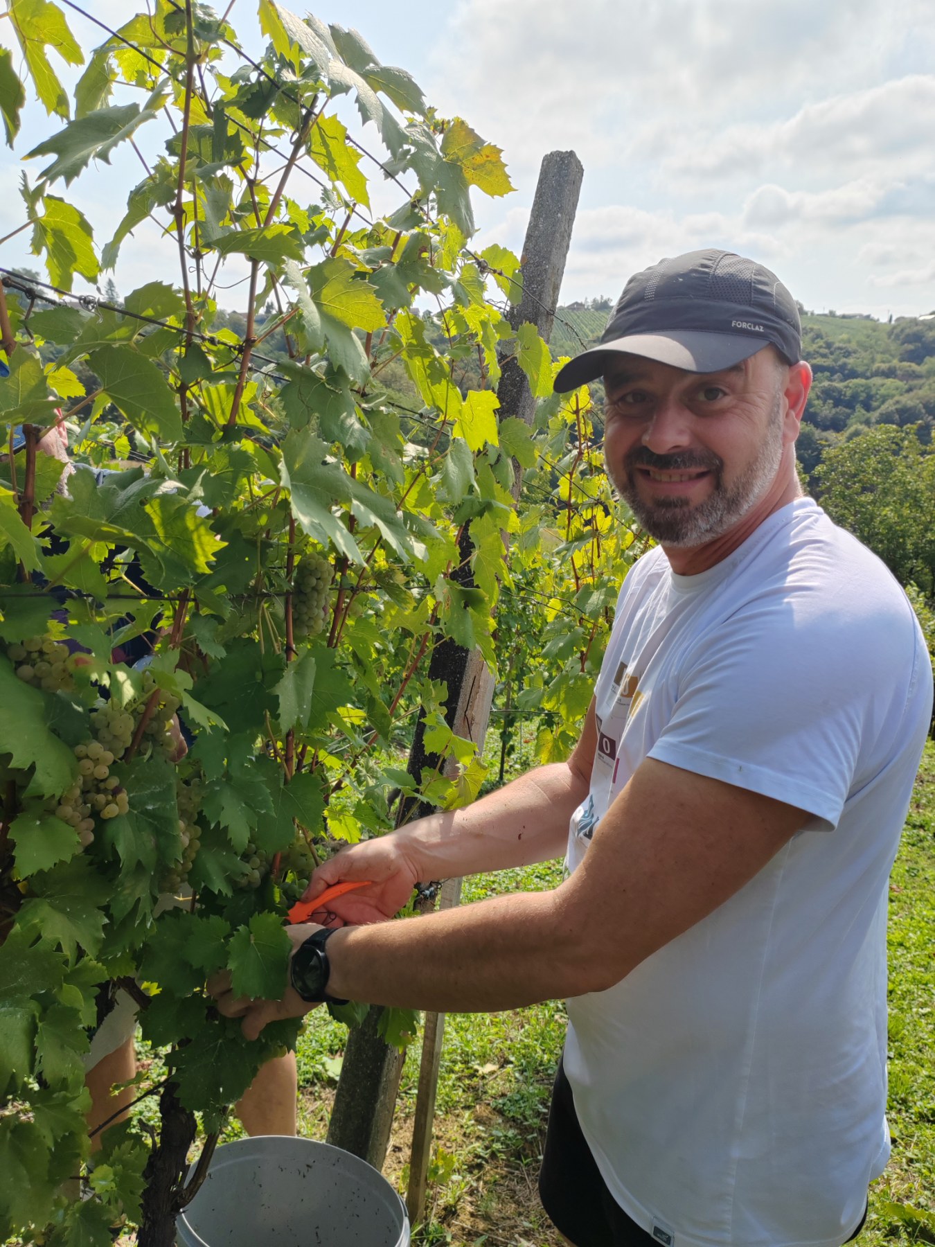 Berba Sveti Urban Branko Šarić Berba Sveti Urban Branko Šarić