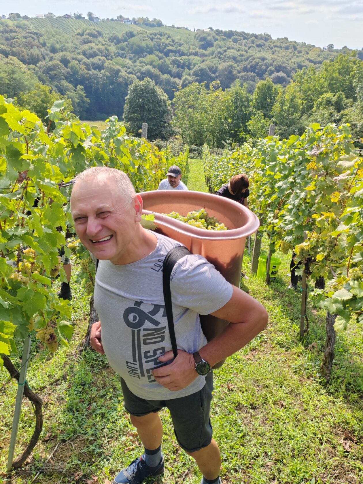 Berba Sveti Urban Branko Šarić