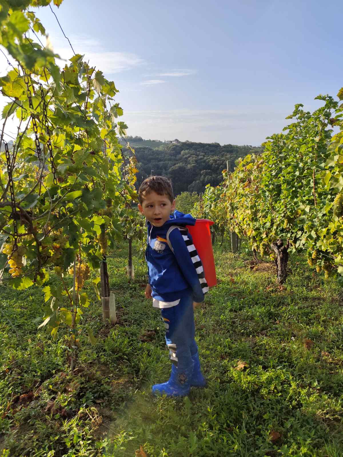 Berba Sveti Urban Branko Šarić Berba Sveti Urban Branko Šarić