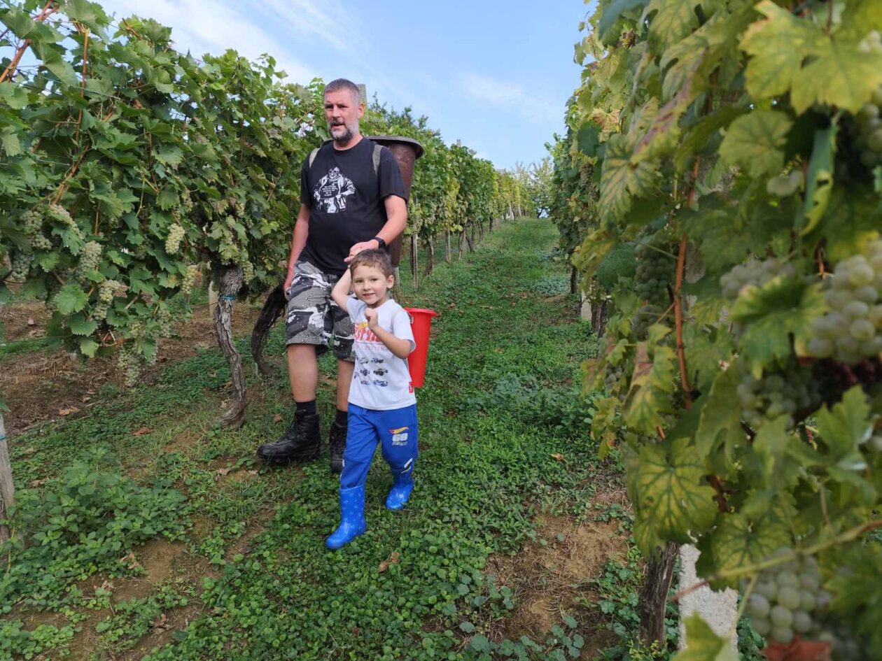 Berba Sveti Urban Branko Šarić