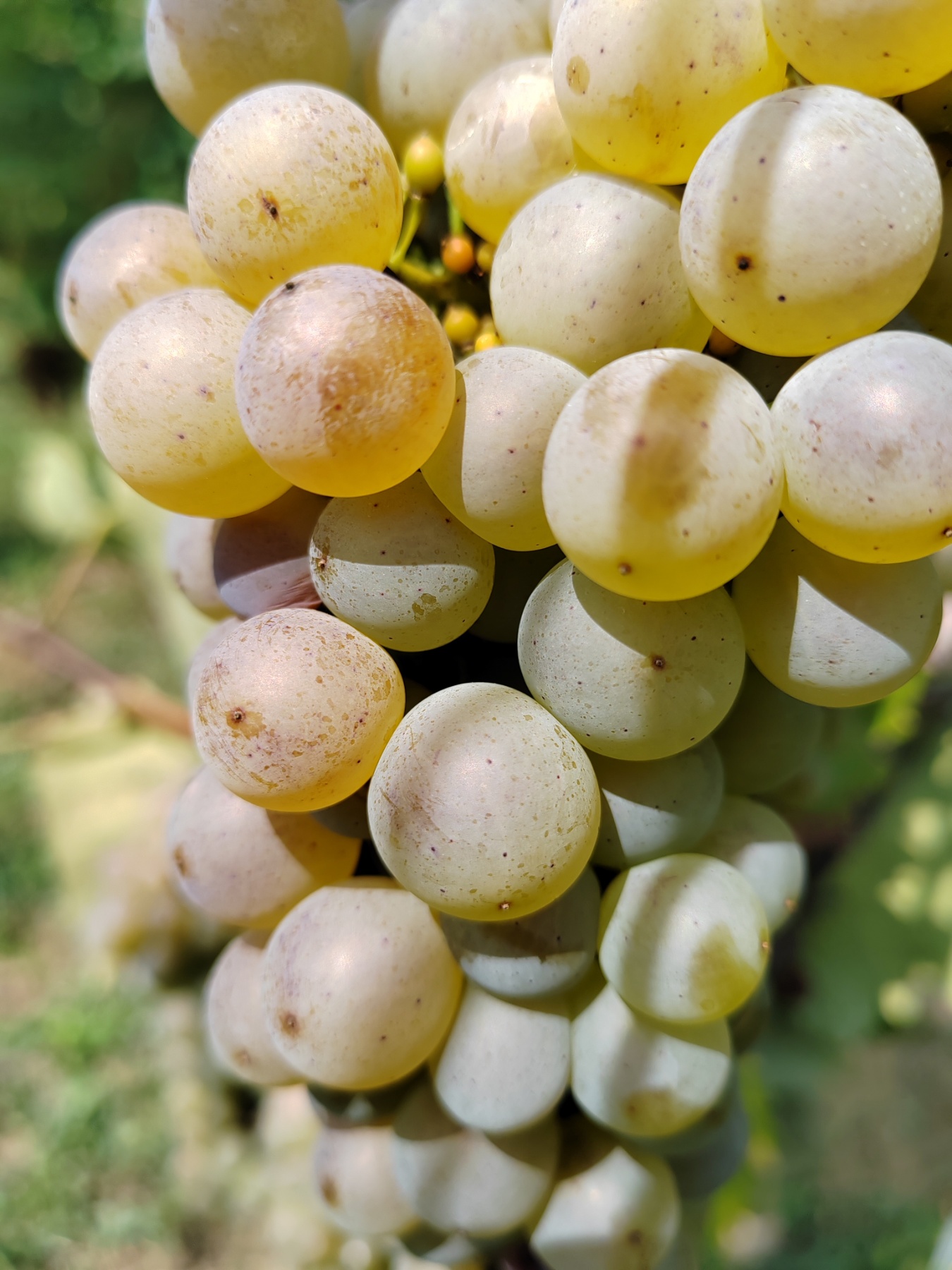 Berba Sveti Urban Branko Šarić Berba Sveti Urban Branko Šarić