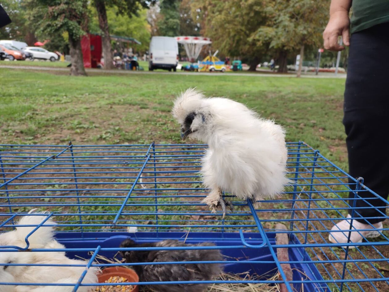 Čakovec weekend jesen