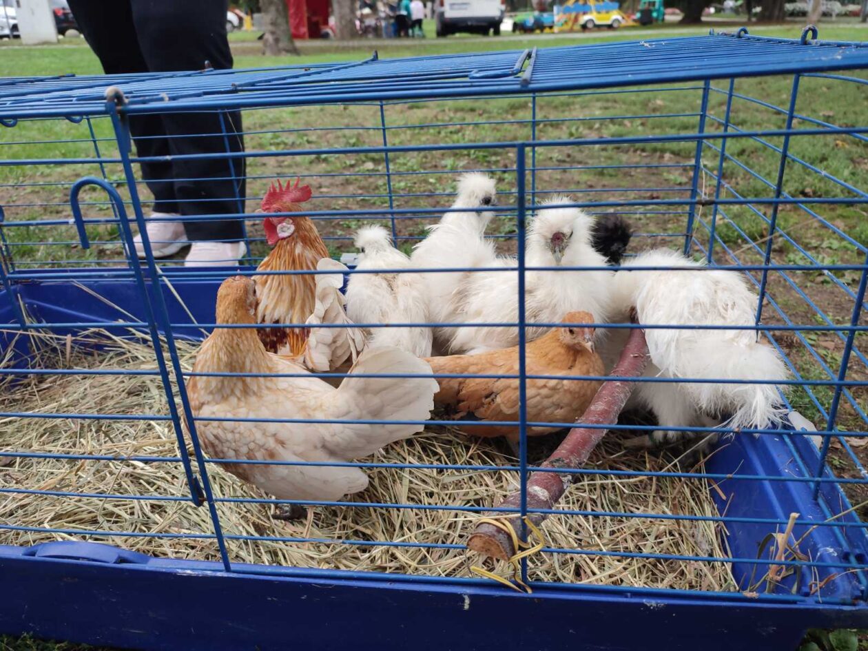 Čakovec weekend jesen