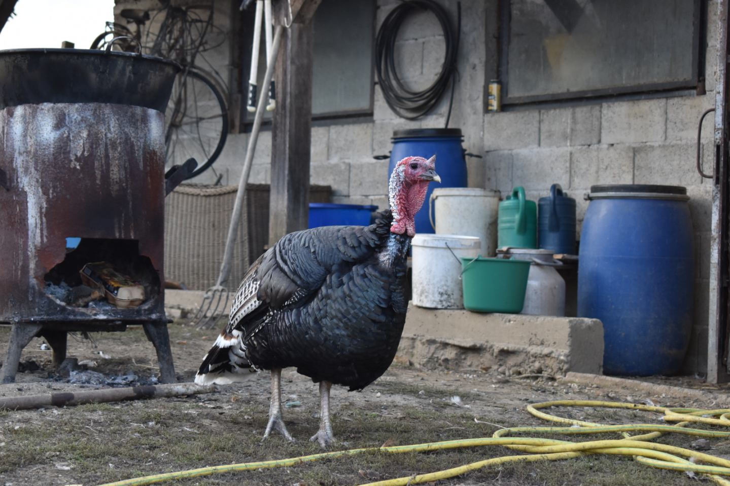 Mesarić patuljci Peklenica puran