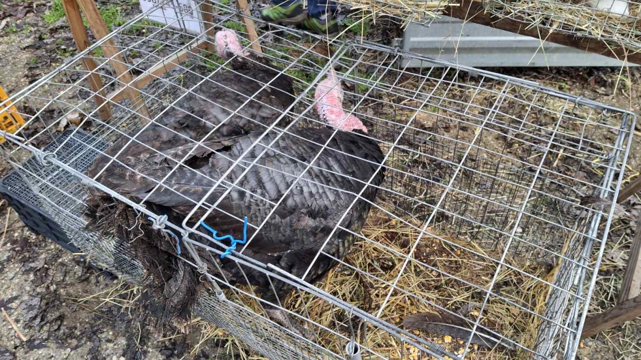 viber_slika_2025-12-10_09-51-46-112