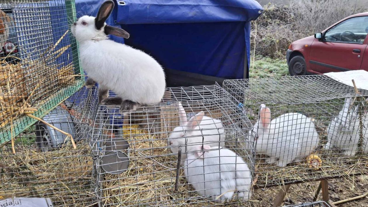 viber_slika_2025-12-10_09-51-46-242