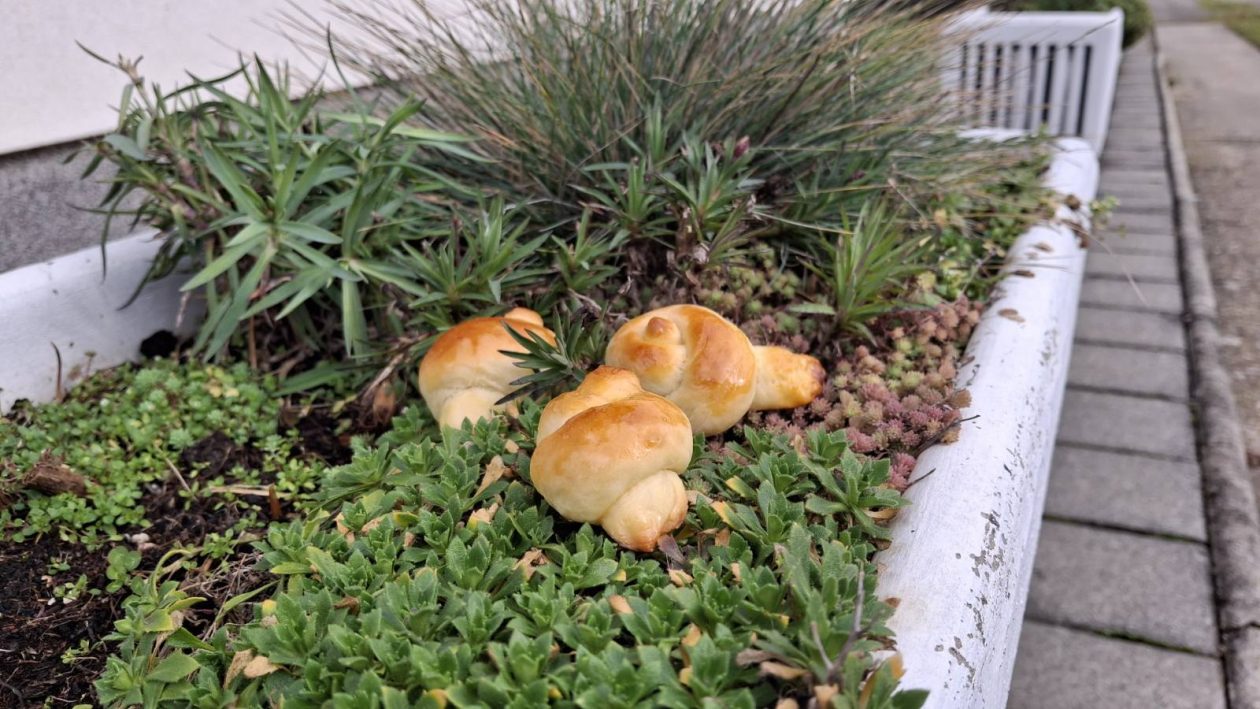 viber_slika_2026-02-14_11-28-59-442