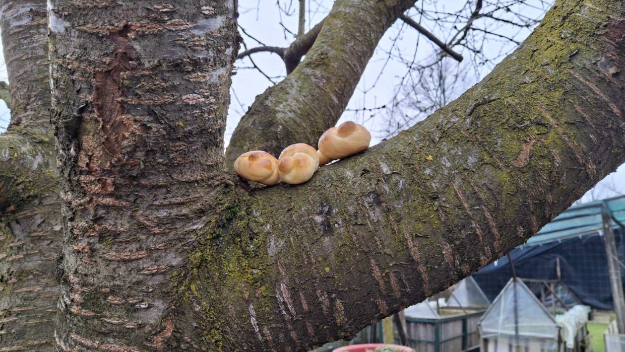 viber_slika_2026-02-14_11-28-59-669