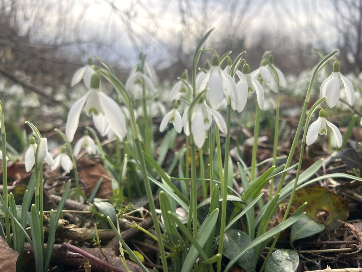 viber_slika_2026-02-15_09-06-14-726