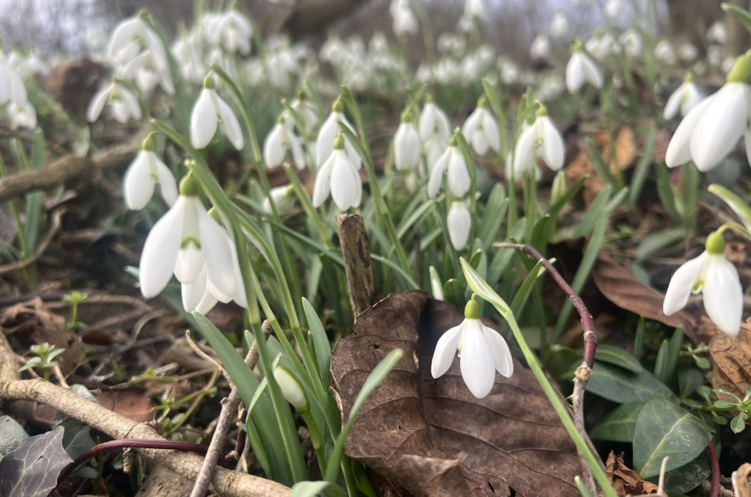 viber_slika_2026-02-15_09-06-15-082