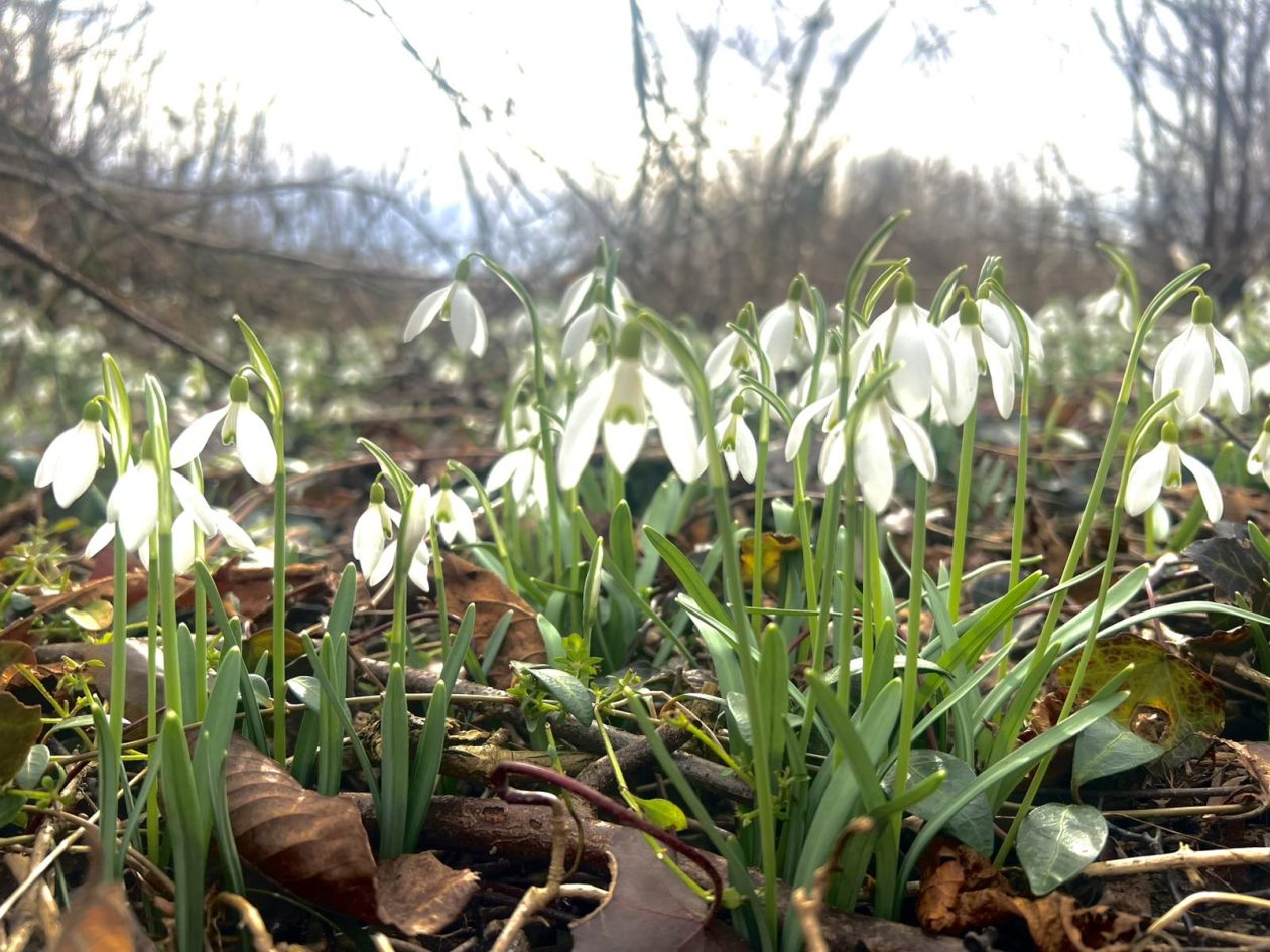 viber_slika_2026-02-15_09-06-15-337