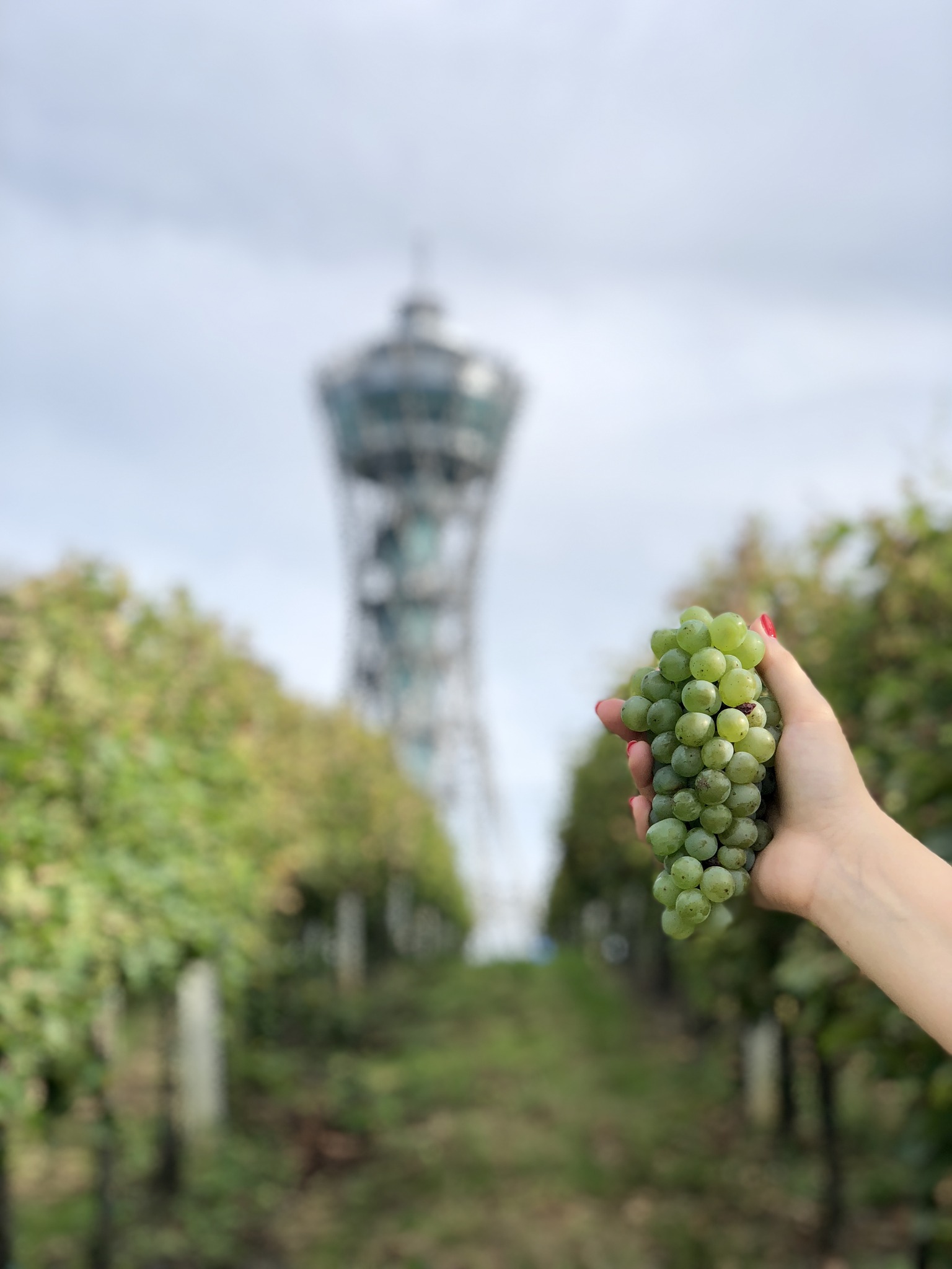 vinariumlendava_funkitmareting vinariumlendava_funkitmareting