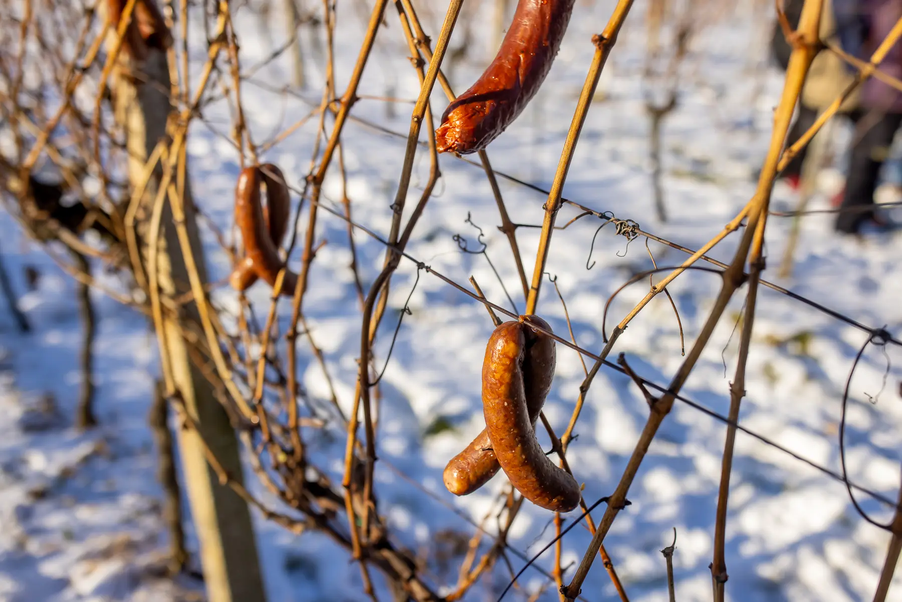 vincekov pohod (6) vincekov pohod (6)