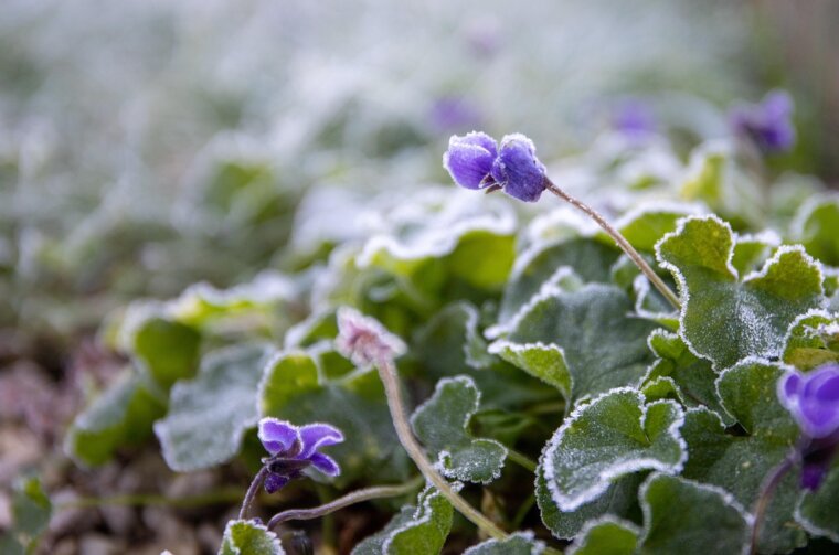 violet-4732002_1280