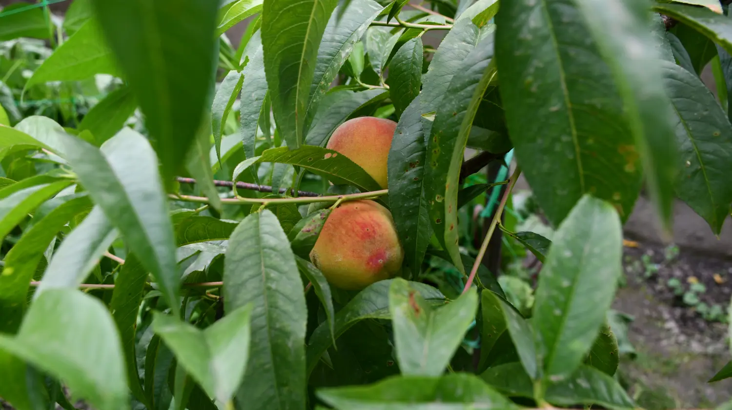 vrtovi,Ljiljana Bobić, Mirljana biber hren(10) vrtovi,Ljiljana Bobić, Mirljana biber hren(10)