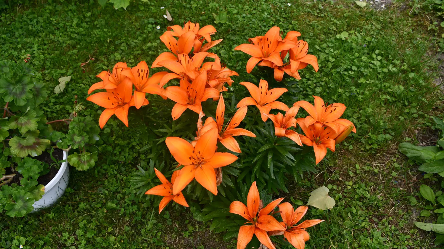 vrtovi,Ljiljana Bobić, Mirljana biber hren(4) vrtovi,Ljiljana Bobić, Mirljana biber hren(4)