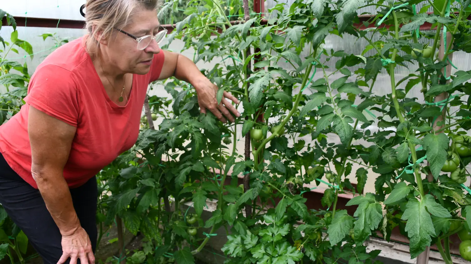 vrtovi,Ljiljana Bobić, Mirljana biber hren(6) vrtovi,Ljiljana Bobić, Mirljana biber hren(6)