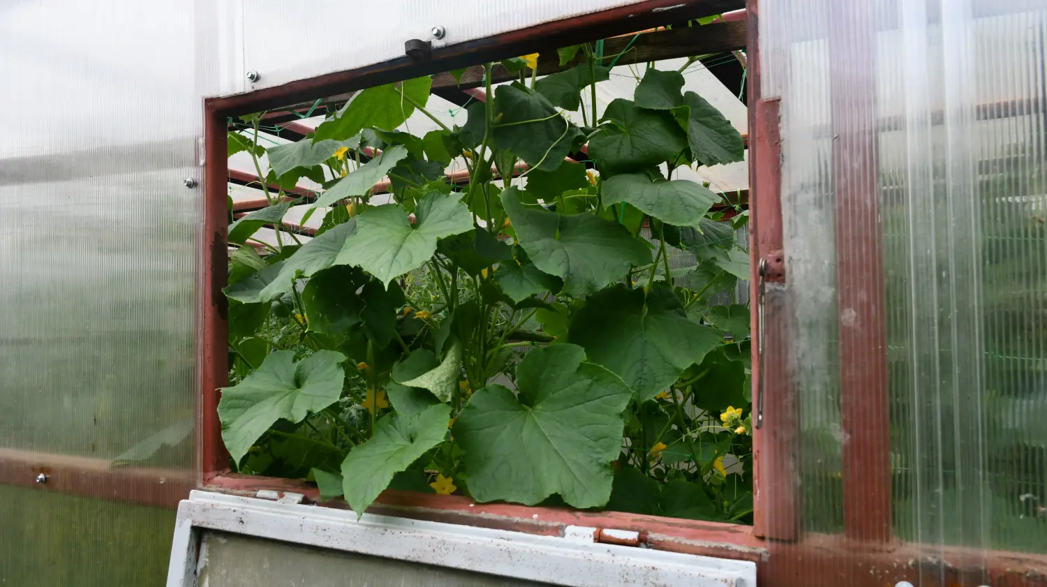 vrtovi,Ljiljana Bobić, Mirljana biber hren(7) vrtovi,Ljiljana Bobić, Mirljana biber hren(7)