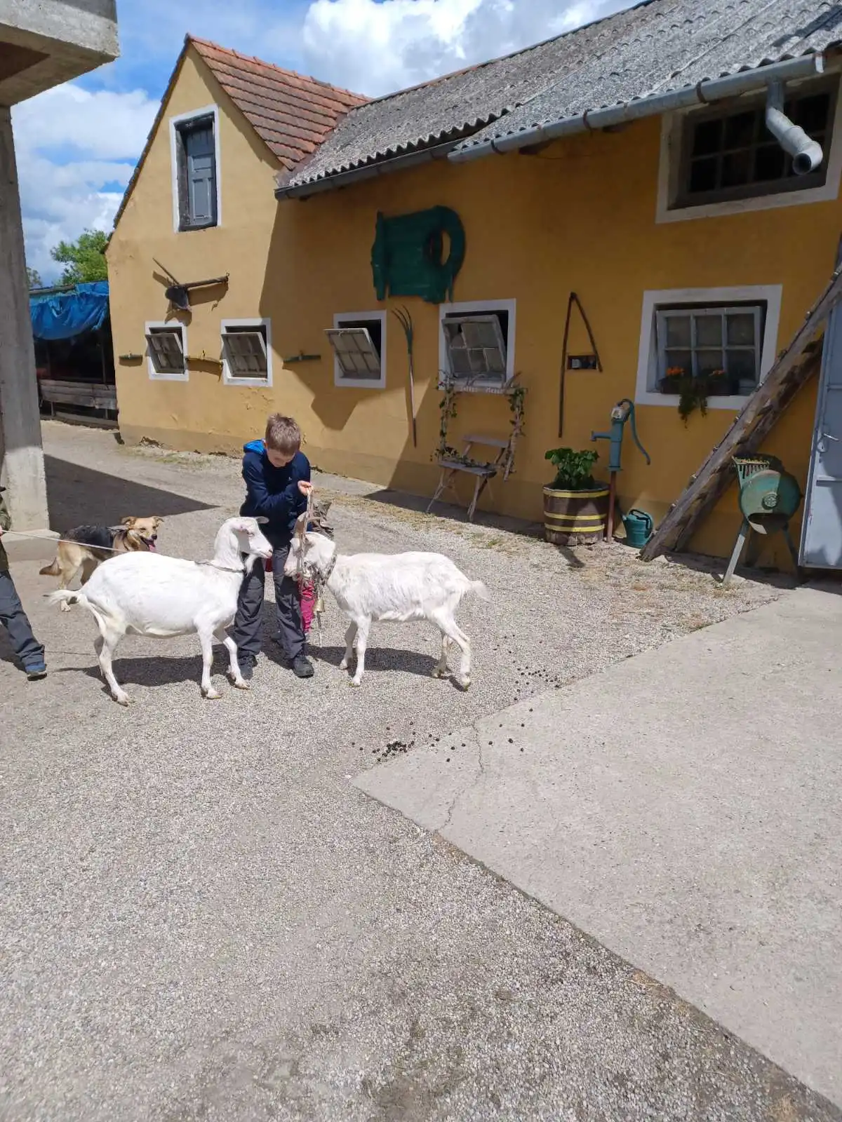 z cugom v zeleno međimurje,oporovec (6) z cugom v zeleno međimurje,oporovec (6)