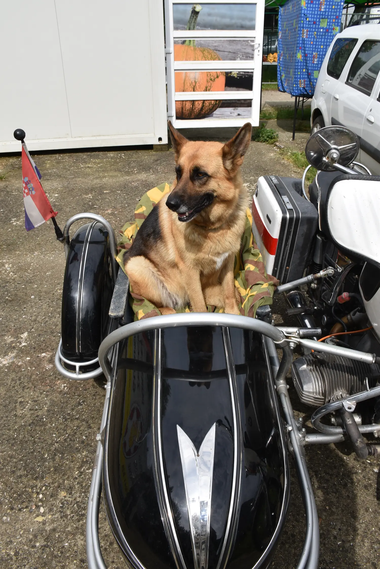 željko,izzy (1) željko,izzy (1)