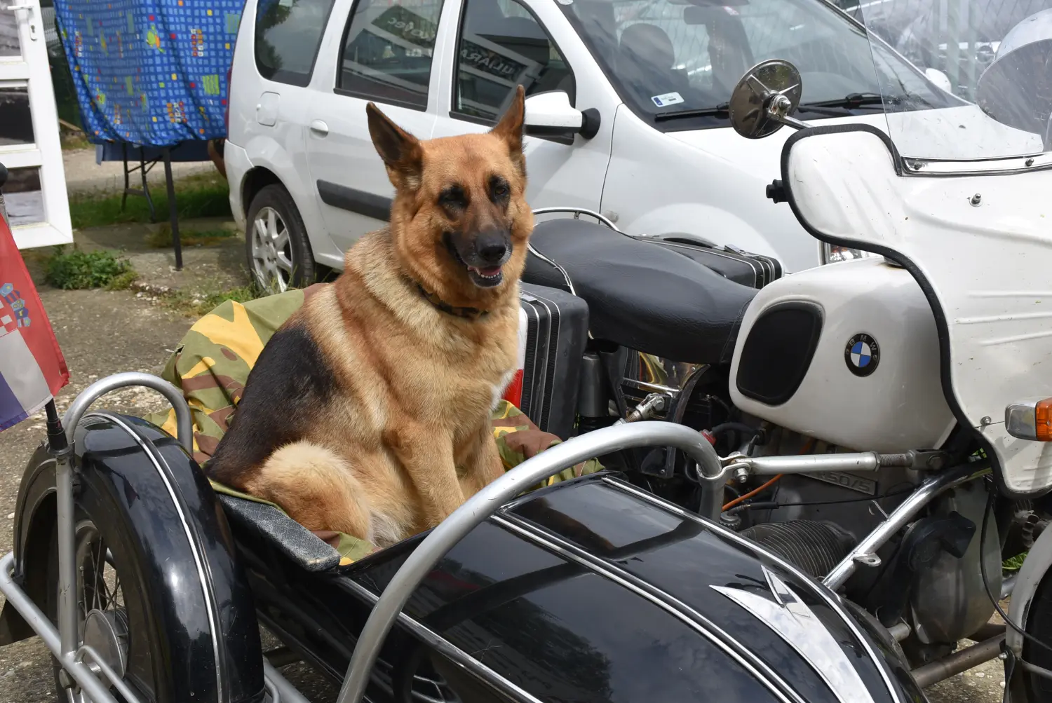 željko,izzy (7) željko,izzy (7)