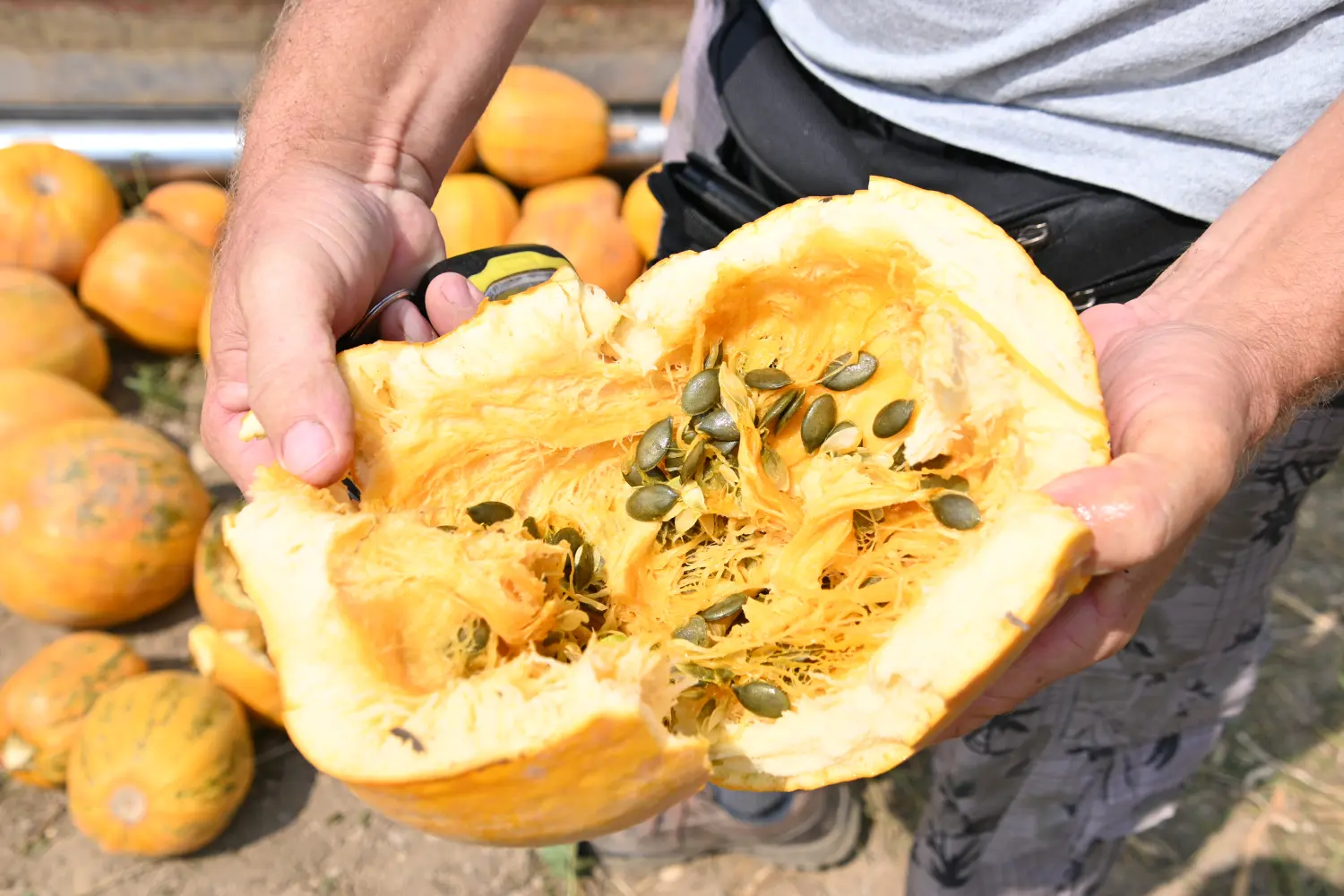 žinić,heđa,tikve (1) žinić,heđa,tikve (1)